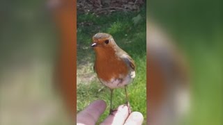 Mom Brought To Tears When Wild Bird Comforts Her While Visiting Sons Grave [upl. by Rehptsirhc]