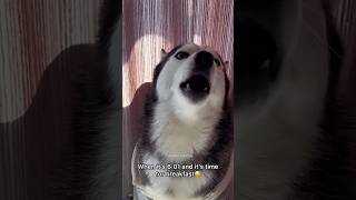 The Most Dramatic Huskies  Such a Drama Queen🤣 Normal dogs vs Huskies 🤣 huskydog husky shorts [upl. by Mailand73]