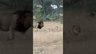 Liebesleben unter Löwen Aufnahme entstand am 14082023 Kruger Nationalpark [upl. by Atteynot]