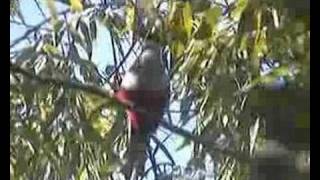 Tocororo cantandoCuban Trogon singing [upl. by Melan]