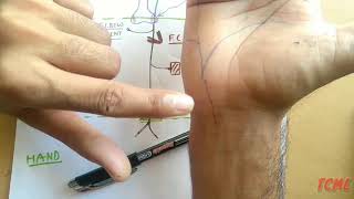 Ulnar Nerve  2 Chart  TCML [upl. by Eemak809]