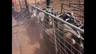 Goat Mustering at Murra Murra Station [upl. by Quiteris]