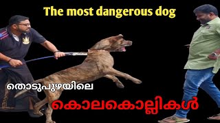 fila brasileiro ലോകത്തിലെ ഏറ്റവും അപകടകാരികൾThe most dangerous dogpart 1Leash Talks [upl. by Virgie61]