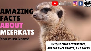 Amazing Facts About Meerkat You Must Know  Meerkat Facts Traits Appearance  Animals Addict [upl. by Esydnac]