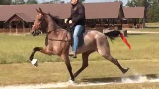 Crimson Pizazz American Standardbred Speed Racking Horse [upl. by Anagrom]