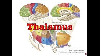 Free Anatomy Notes Thalamus Anatomy Shortcut MBBSBDS [upl. by Pederson]