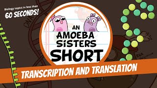 Transcription and Translation Steps in Protein Synthesis  Amoeba Sisters Shorts [upl. by Gosney750]