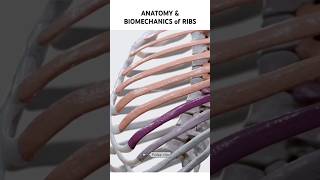 Anatomy amp Biomechanics of Ribs anatomy shorts ribs ribcage [upl. by Bink]