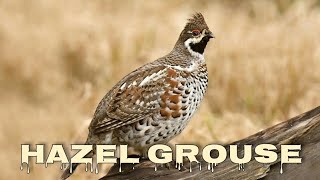 Hazel grouse sound and call [upl. by Harland]