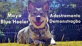 Adestramento Australian Cattle Dog Blue Heeler [upl. by Tiphany]