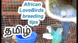 African Lovebirds breeding tips in Tamil தமிழ் [upl. by Leinnad]