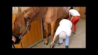 Equine Shock Wave Therapy MASTERPULS demonstration [upl. by Assetak878]