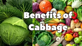 Benefits of Cabbage [upl. by Mcnally425]