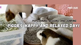 Piggy Vlog Piggies Happy and Relaxed Day 20240809 EP132 [upl. by Nol637]