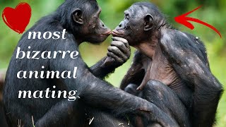 The 5 most bizarre animal mating rituals ➡ Weird Animal Mating Rituals [upl. by Novart835]