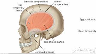 Temporal fossa contents [upl. by Suk]