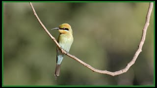 The Rainbow BeeEater catches its prey in midair  Wild World [upl. by Grosz733]