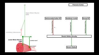 Mechanisms of Spasticity and Baclofen Macroscopic view ONLY [upl. by Saxela852]