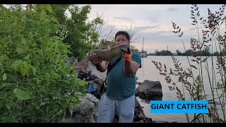 Giant Catfish Sheepshead Port Maitland [upl. by Einatirb]