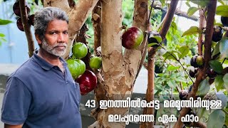 43 വെറൈറ്റി മരമുന്തിരിയുമായി ഒരു അടിപൊളി മരമുന്തിരി ഫാംjaboticabal exoticexoticplantsInKerala2023 [upl. by Elbon401]