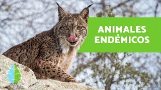 QUÉ SON LAS ESPECIES ENDÉMICAS  ANIMALES ENDÉMICOS del MUNDO [upl. by Nij111]