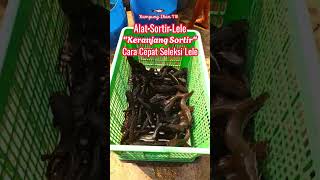 Alat Sortir Ikan Lele quotKeranjang Sortirquot [upl. by Venable]