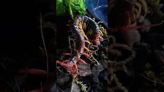 Scolopendra dehaani eating pinky [upl. by Damas230]