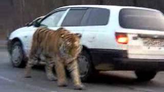 Siberian Tiger on the road Амурский тигр на дороге  To license this video contact infolpe360com [upl. by Kary]