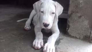 White Pakistani Bully Puppy 3 Months Age [upl. by Flan733]