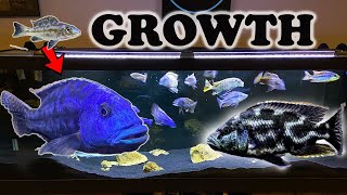 African Cichlids Growth Rate amp Evolution Lake Malawi Haps [upl. by Noreen4]