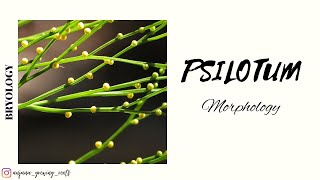 PSILOTUM  Morphology  Degree Syllabus  Malayalam [upl. by Torto550]