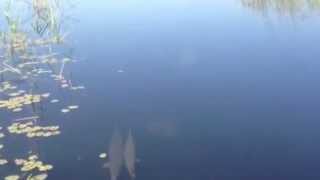 Alligator Gar Fish On Lake Okeechobee [upl. by Mercedes]