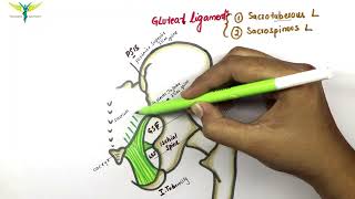 Gluteal ligaments  Sacrospinous and Sacrotuberous ligament  Anatomy  Knowing anatomy [upl. by Esinaej499]