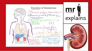 mr i explains Excretion of Substances for IGCSE [upl. by Enelav]