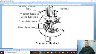 Anatomy GIT Module in Arabic 32  Extrahepatic BIlliary Passage   by Dr Wahdan [upl. by Gereld]