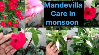 How to grow and care Mandevilla Vine plant ।धेरै फूल फुलाउन यसरी लगाउनुस gardenflowers [upl. by Namrehs]