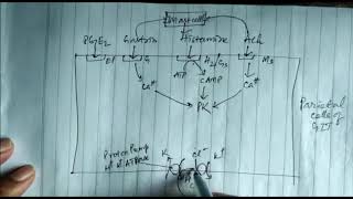 Peptic ulcer and anti ulcer drugs pepticulcer gastroenterology pharmacology drugs [upl. by Carmine]