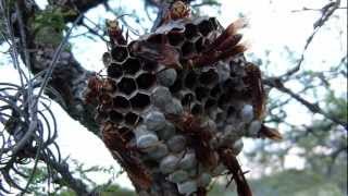 Avispa Colorada Polistes cavapyta y su avispero con larvas [upl. by Mclaurin206]