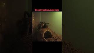 Brachypelma Auratum spider tarantula brachypelma bigspider follow followforfollowback [upl. by Riess619]