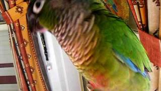 Conure Says Hello [upl. by Turne]