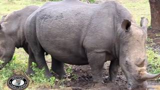 White Rhino Close Up at Watering Hole Hluhluwe Umfolozi [upl. by Vez]