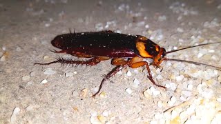 Cockroach eating Cockroach video [upl. by Paterson]