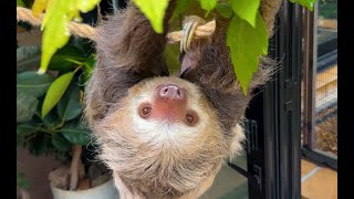 Its Training Time with Bean Hoffmanns TwoToed Sloth [upl. by Samid]