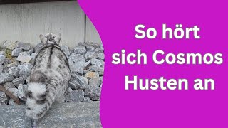 Cosmo ist einfach zu hektisch für die Kletterwand [upl. by Ymmot]