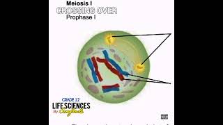 Grade 12 Life Sciences  Crossing over Prophase 1Meiosis 1 Official tutorial audio Hiphopversion [upl. by Jahncke]