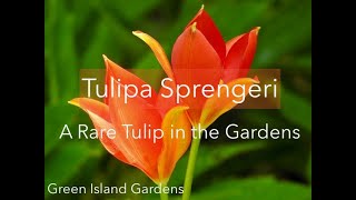 Tulipa sprengeriA Rare Tulip in the Gardens [upl. by Maltzman]