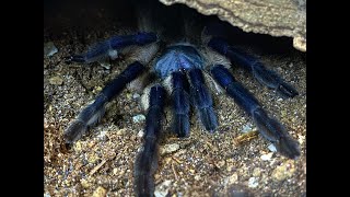 Monocentropus balfouri  collecting the babies after hatch [upl. by Christel975]