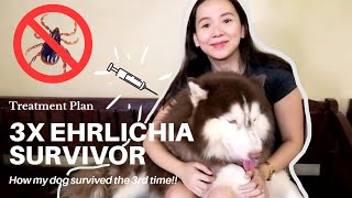 THREE TIME EHRLICHIA SURVIVOR  MY DOGS EHRLICHIA JOURNEY  TIPS AND AFTER CARE [upl. by Romanas]