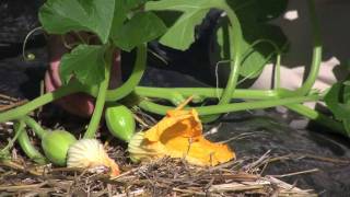 Gardening HowTo Pollinating Winter Squash [upl. by Novej]