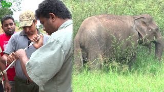 How wildlife officers shoot elephants with tranquilizer guns for treatments [upl. by Er]